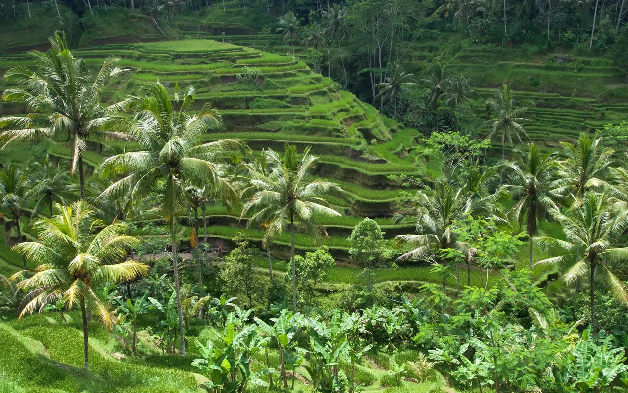 Terraced rice fields and coconut palms in Bali